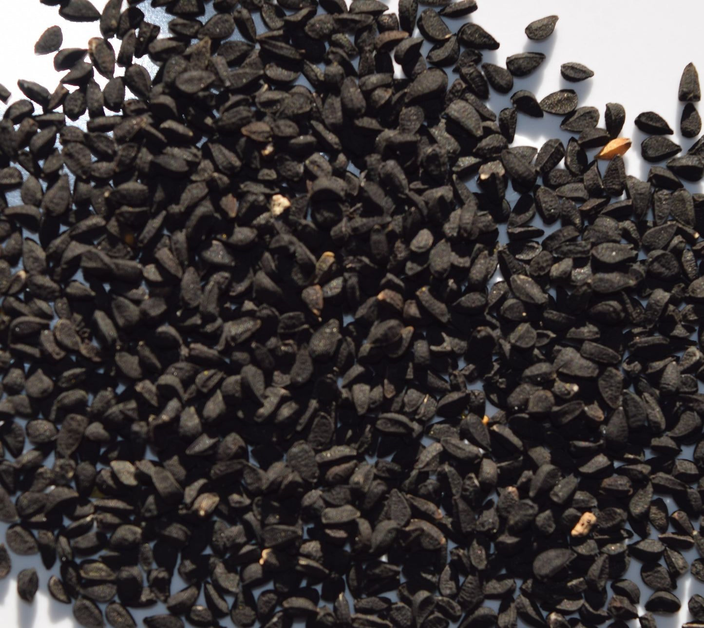 Black Seed